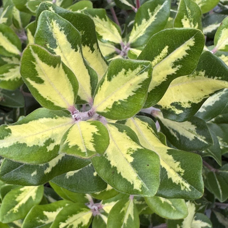 Metrosideros Sunninghill