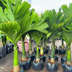 Areca catechu
