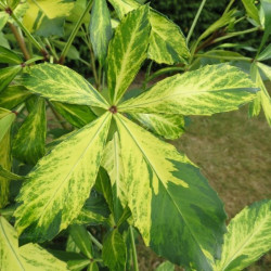 Pseudopanax gold splash