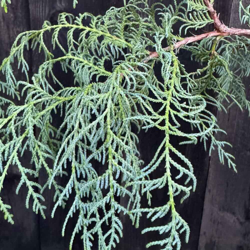 Cupressus torulosa