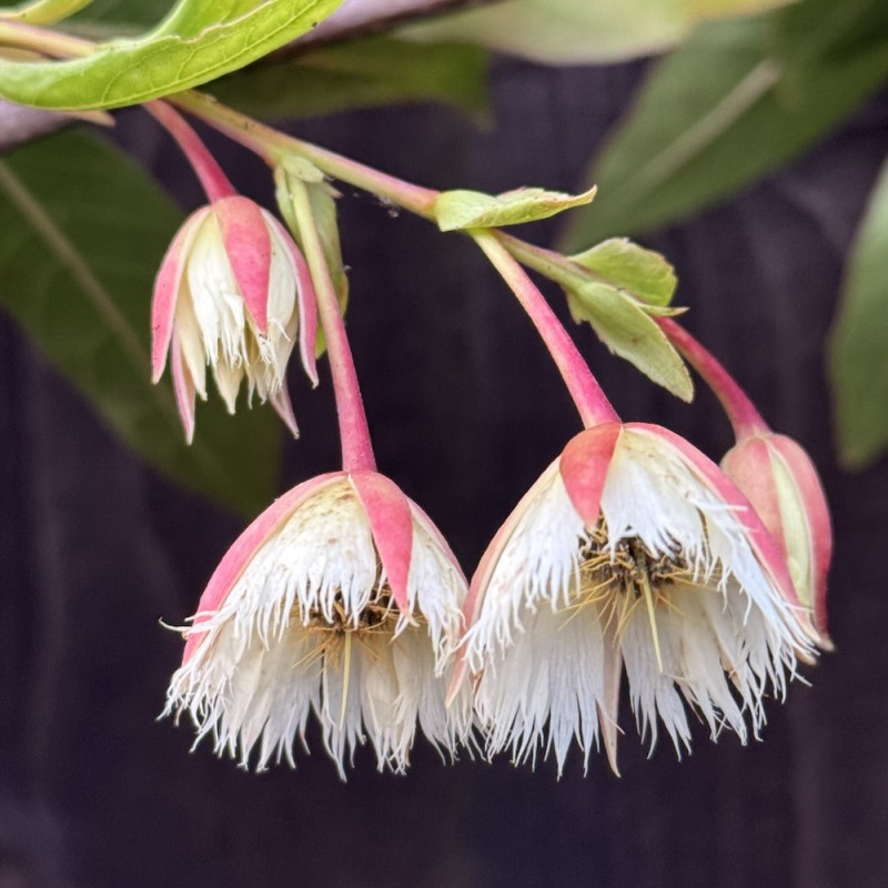 Elaeocarpus grandiflorus