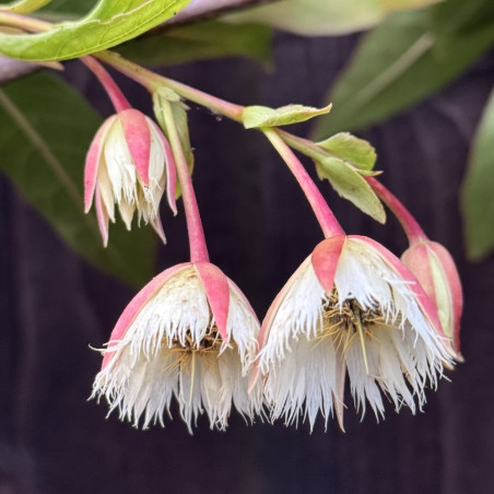 Elaeocarpus grandiflorus