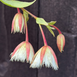 Elaeocarpus grandiflorus