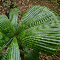 Lanonia dasyantha Large Mottled