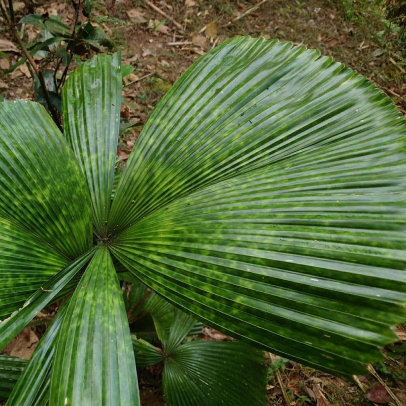 Lanonia dasyantha Large Mottled