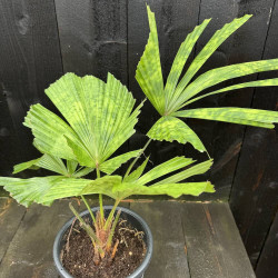 Licuala Kalimantan Mottled