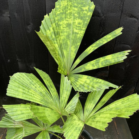 Licuala Kalimantan Mottled