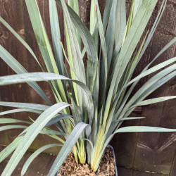 Dianella caerulea Clarity Blue®