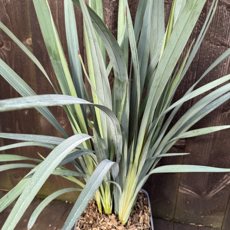 Dianella caerulea Clarity Blue®