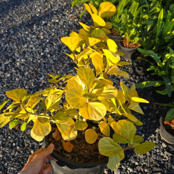 Ficus deltoidea Golden Form