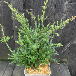 Podocarpus lawrencii Red Tip