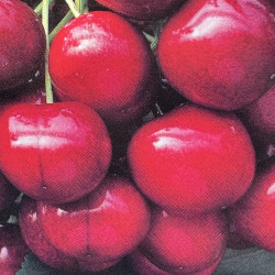 Prunus cerasus Bigarreau Sunburst