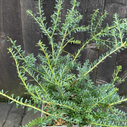 Podocarpus lawrencii Blue Gem