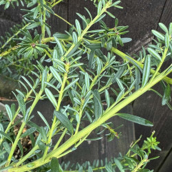Podocarpus lawrencii Blue Gem