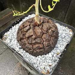 Dioscorea elephantipes, Plante tortue