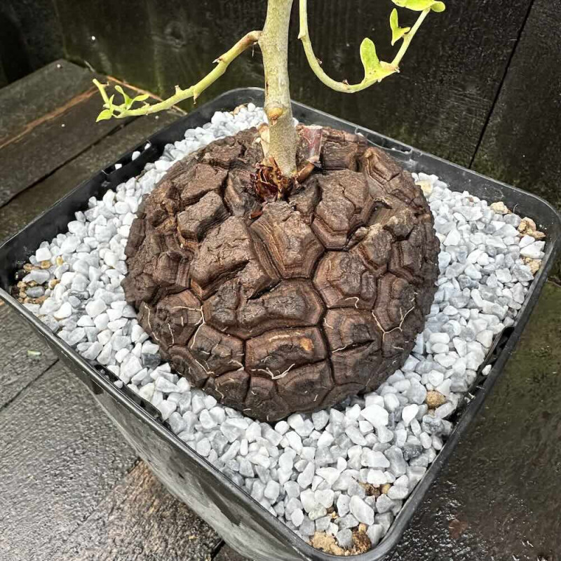 Dioscorea elephantipes, Plante tortue