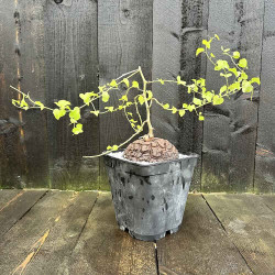 Dioscorea elephantipes