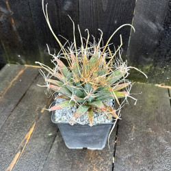 Leuchtenbergia principis 2 litres