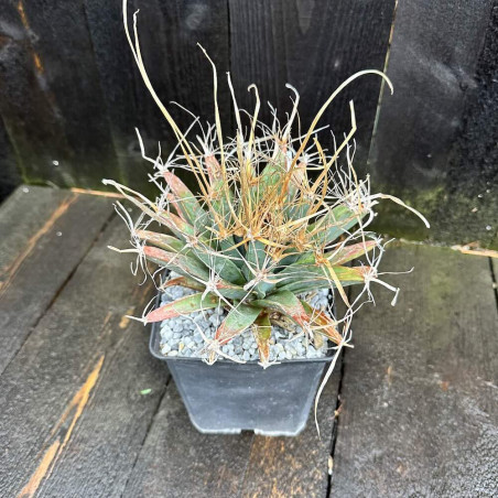 Leuchtenbergia principis 2 litres