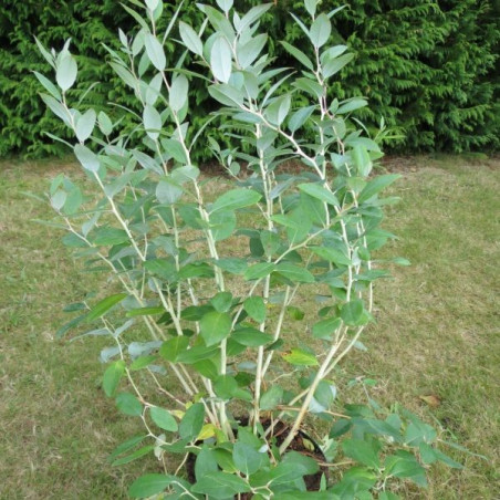 Zenobia pulverulenta 'blue sky', muguet en arbre | À l'ombre des figuiers