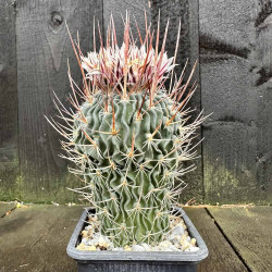 Stenocactus multicostatus
