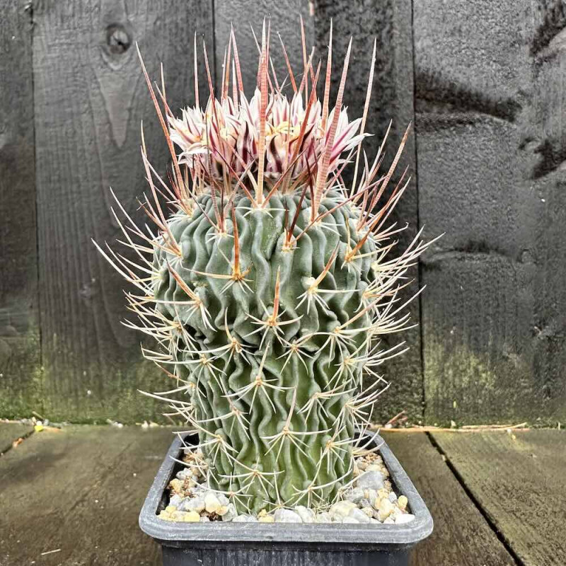 Stenocactus multicostatus