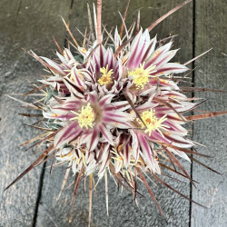 Stenocactus multicostatus
