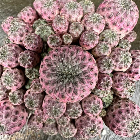 Sulcorebutia rauschii violacidermis
