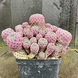 Sulcorebutia rauschii violacidermis
