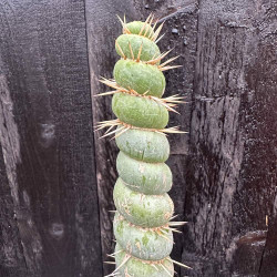 Eulychnia acida varispinalis