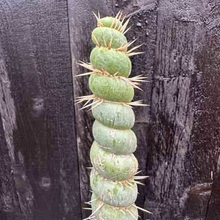 Eulychnia acida varispinalis