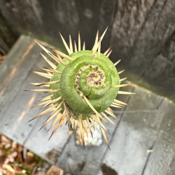 Eulychnia acida varispinalis