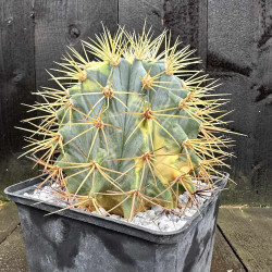 Ferocactus glaucescens variegata