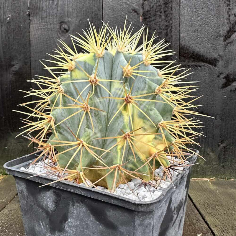 Ferocactus glaucescens variegata