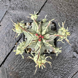 Euphorbia meloformis variegata