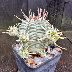 Euphorbia meloformis variegata