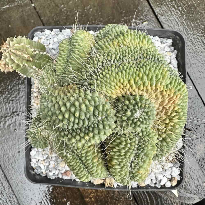 Mammillaria spinosissima cristata