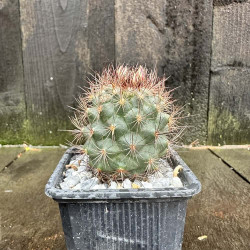 Acharagma aguirreanum