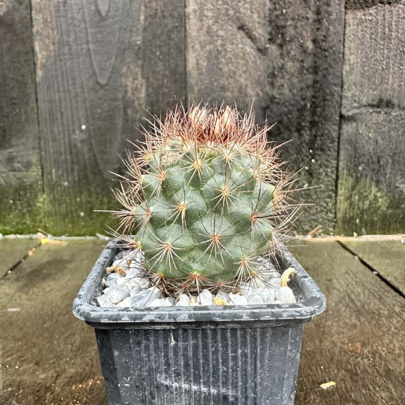 Acharagma aguirreanum