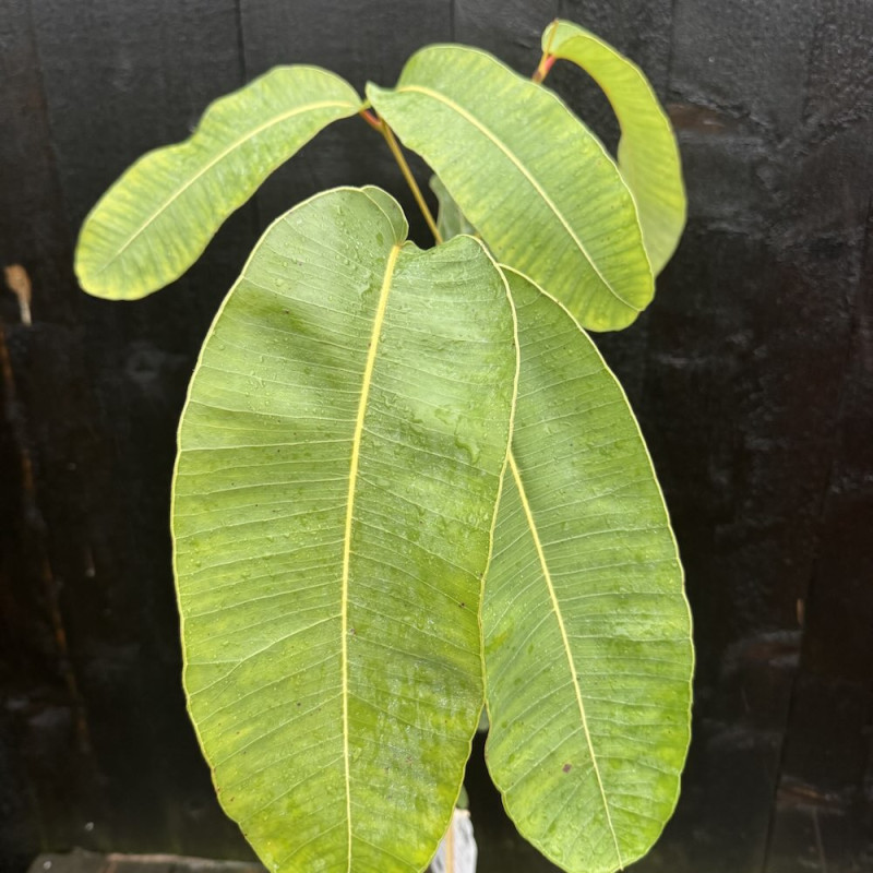 Corymbia ptychocarpa