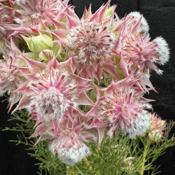 Serruria Pretty n Pink