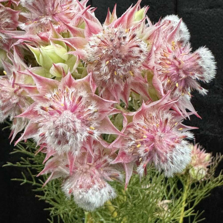 Serruria Pretty n Pink