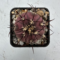 Gymnocalycium cabreraense