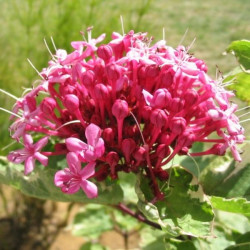 Clerodendrum bungei pink diamond