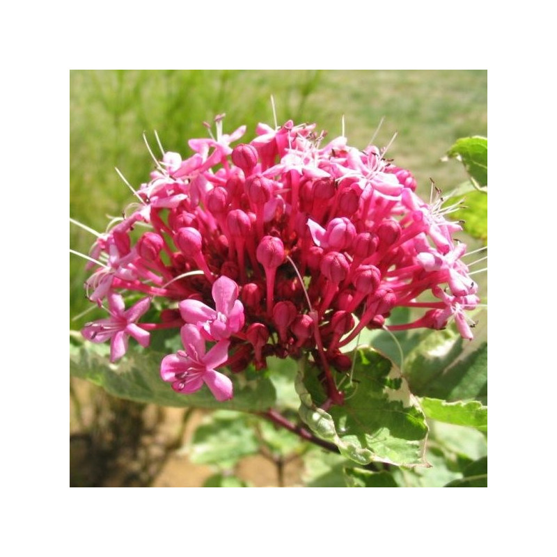 Clerodendrum bungei 'pink diamond' Clerodendrum bungei 'pink diamond'