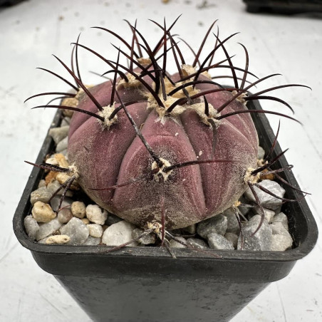 Gymnocalycium cabreraense