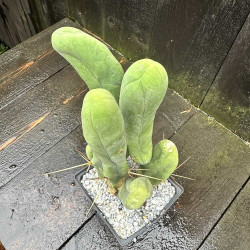 Echinopsis lageniformis monstrosa