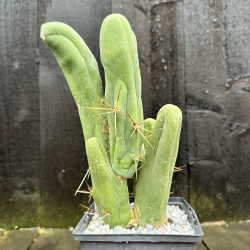 Echinopsis lageniformis monstrosa