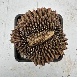 Gymnocalycium mihanovicii cristata inermis