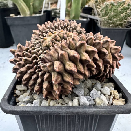 Gymnocalycium mihanovicii cristata inermis